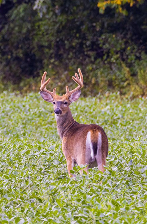 White Tailed Deer