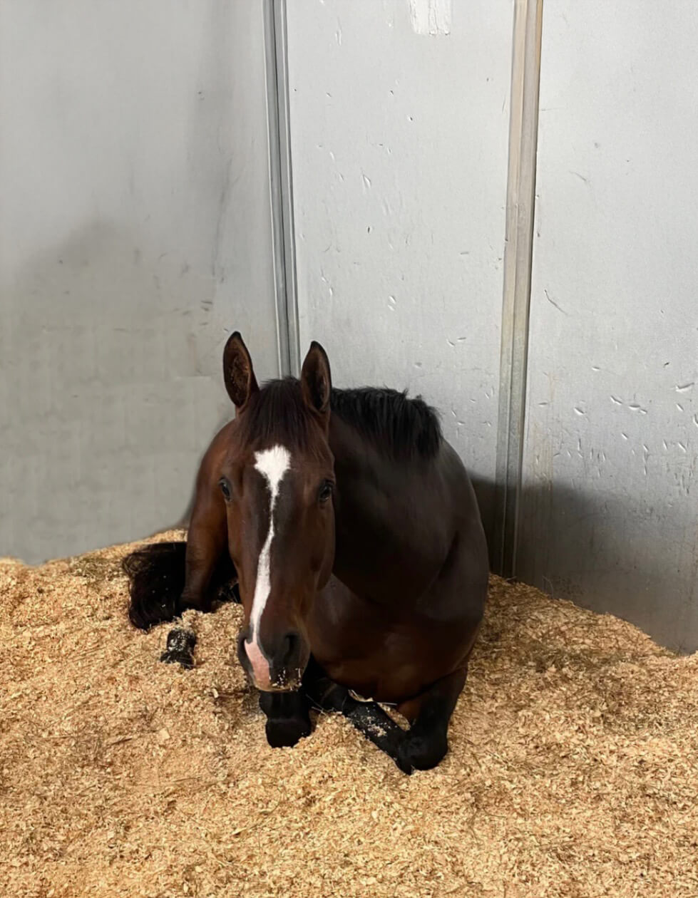 Horse in stall